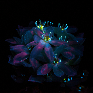 METCN人体模特二区
